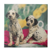 Dalmatian子犬 タイル (正面)