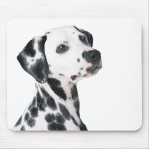 Dalmatian犬の美しい写真、ギフト マウスパッド