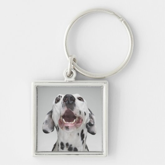 Dalmatian犬の閉めて下さい キーホルダー (正面)
