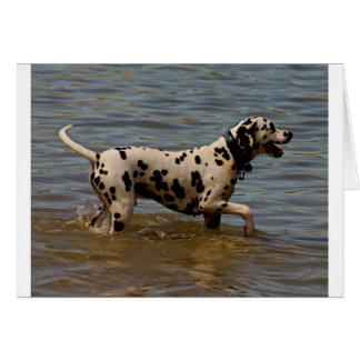 Dalmatian犬