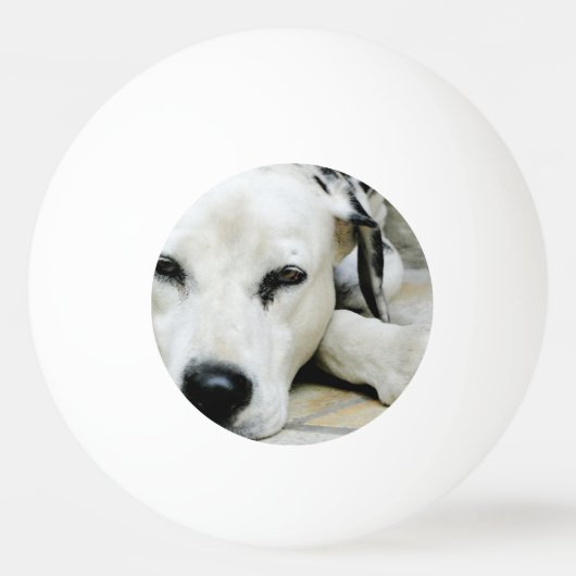 Dalmatian犬 卓球ボール (正面)