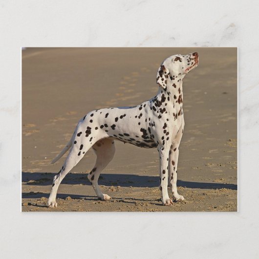 dalmatian-full.png ポストカード (正面)
