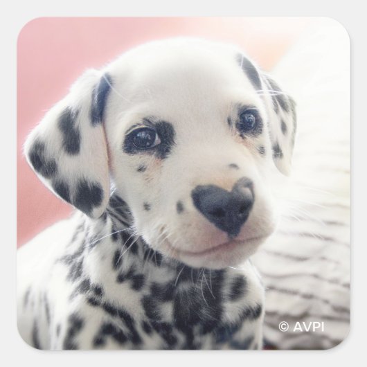 Dalmatian Heart Nose スクエアシール (正面)