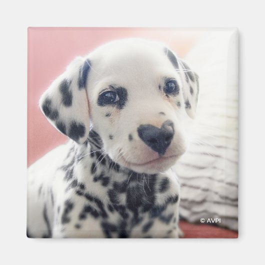 Dalmatian Heart Nose マグネット (正面)