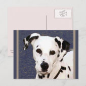 Dalmatian "Mayday" ～はがき ポストカード (正面/裏面)