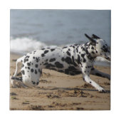 Dalmation タイル (正面)