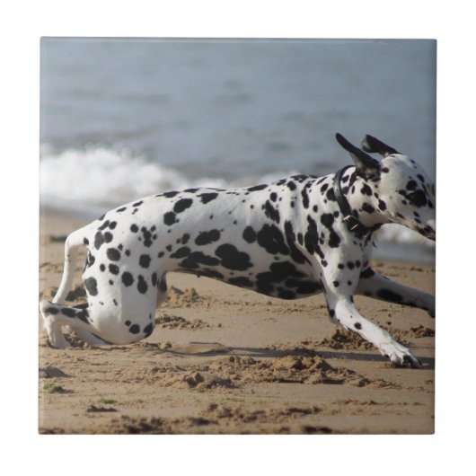 Dalmation タイル (正面)