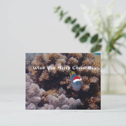 Damselfish ポストカード (スタンド正面)