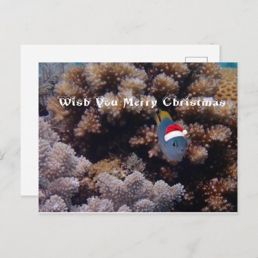 Damselfish ポストカード (正面/裏面)