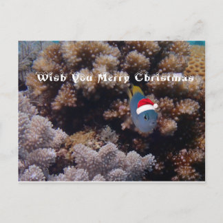 Damselfish ポストカード