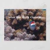 Damselfish ポストカード (正面)