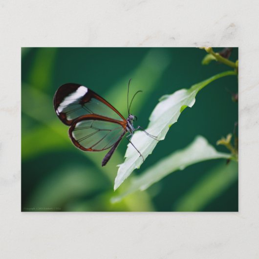 DANAはがき ポストカード (正面)