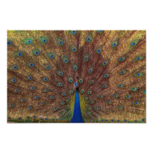 Dancing Peacock (Landscape)