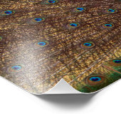 Dancing Peacock (Landscape) フォトプリント (角)