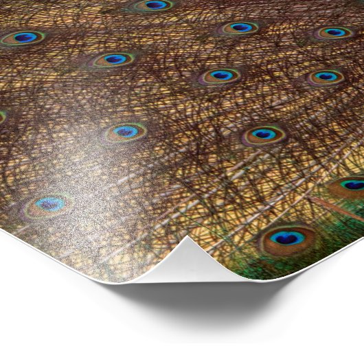 Dancing Peacock (Landscape) フォトプリント (角)