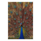 Dancing Peacock (Portrait) フォトプリント (正面)