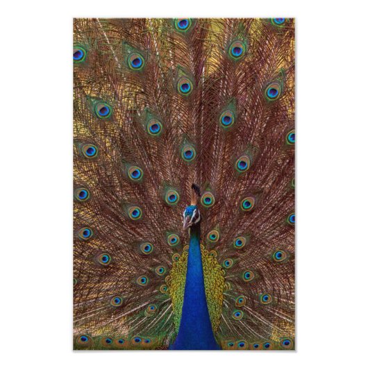 Dancing Peacock (Portrait) フォトプリント (正面)