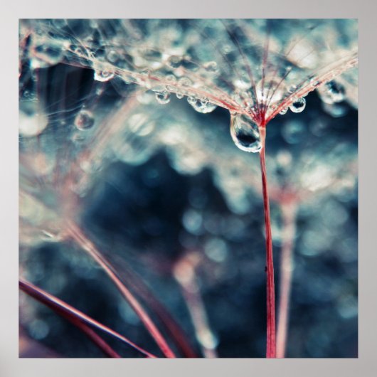 Dandalion Seeds with Dropsマクロ抽象芸術 ポスター (正面)