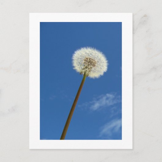 Dandelionと青空 – はがき (正面)