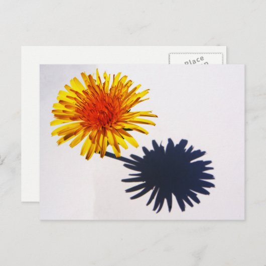 DandelionとShadow pccna ポストカード (正面/裏面)