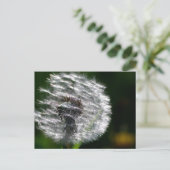 Dandelionシード頭 – ポストカード (スタンド正面)