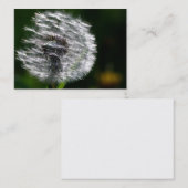 Dandelionヘッドシード – 名刺 (正面/裏面)