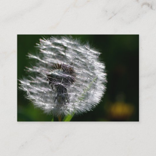 Dandelionヘッドシード – 名刺 (正面)