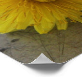 Dandelionマクロショットポスター ポスター (角)