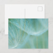 Dandelionマクロ ポストカード (正面/裏面)