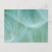 Dandelionマクロ ポストカード (正面)