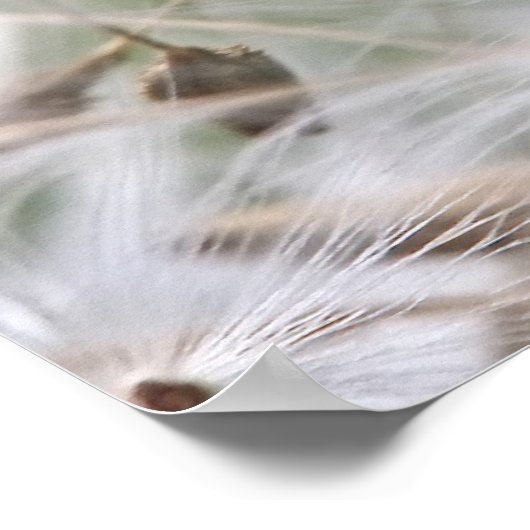 Dandelion種子ポスター ポスター (角)