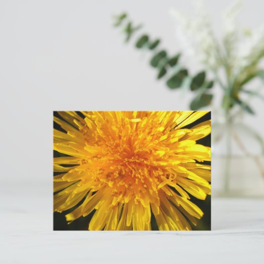 Dandelion顔- MS JOH 2011用はがき ポストカード (スタンド正面)