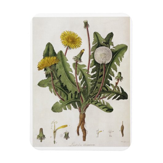 Dandelion (カラー版木、銅版、版画) マグネット (縦)