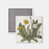 Dandelion (カラー版木、銅版、版画) マグネット (正面/裏面)