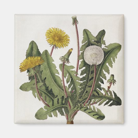 Dandelion (カラー版木、銅版、版画) マグネット (正面)