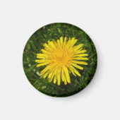 Dandelion#2 マグネット (正面)
