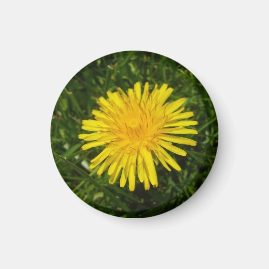 Dandelion#2 マグネット (正面)