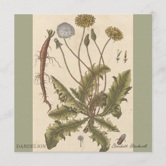 Dandelion by Elizabeth Blackwell (正面)