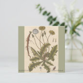 Dandelion by Elizabeth Blackwell (スタンド正面)