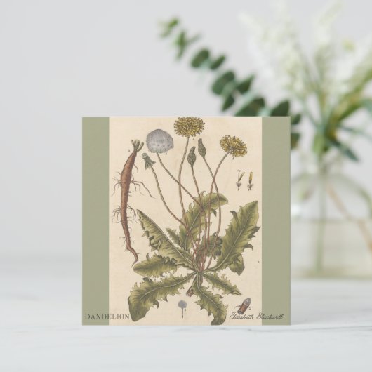 Dandelion by Elizabeth Blackwell (スタンド正面)