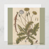 Dandelion by Elizabeth Blackwell (正面/裏面)