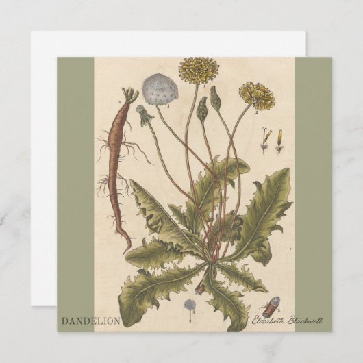 Dandelion by Elizabeth Blackwell (正面/裏面)