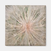 Dandelion Close Up Magnet マグネット (正面)