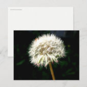 Dandelion Seed Head Macro Photography ポストカード (正面/裏面)