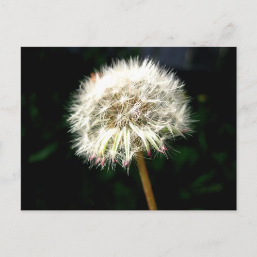 Dandelion Seed Head Macro Photography ポストカード (正面)