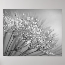 Dandelion Seed With Waterdrop Wall Art 2