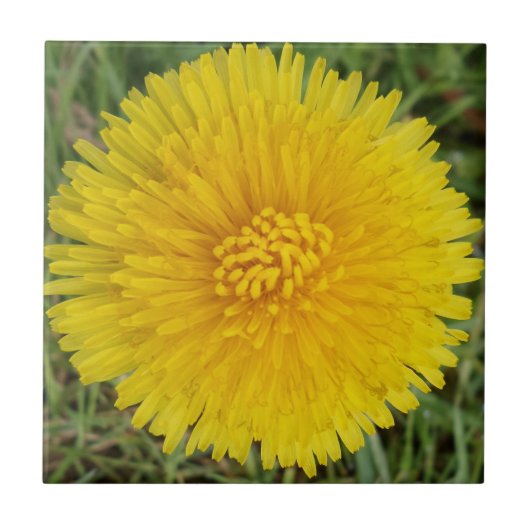 Dandelion Small (4.25インチx 4.25インチ)セラミック写真タイル タイル (正面)