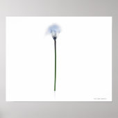 Dandelion stem on white background ポスター (正面)