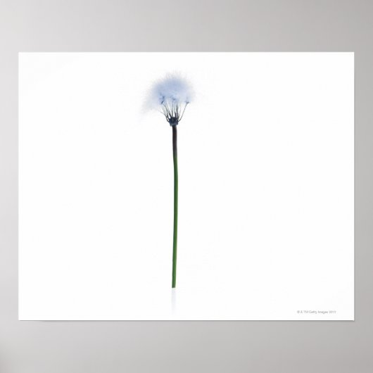 Dandelion stem on white background ポスター (正面)