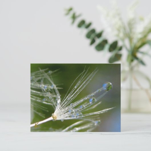 Dandelion With Dew Peaceful, Elegant, Nature  ポストカード (スタンド正面)